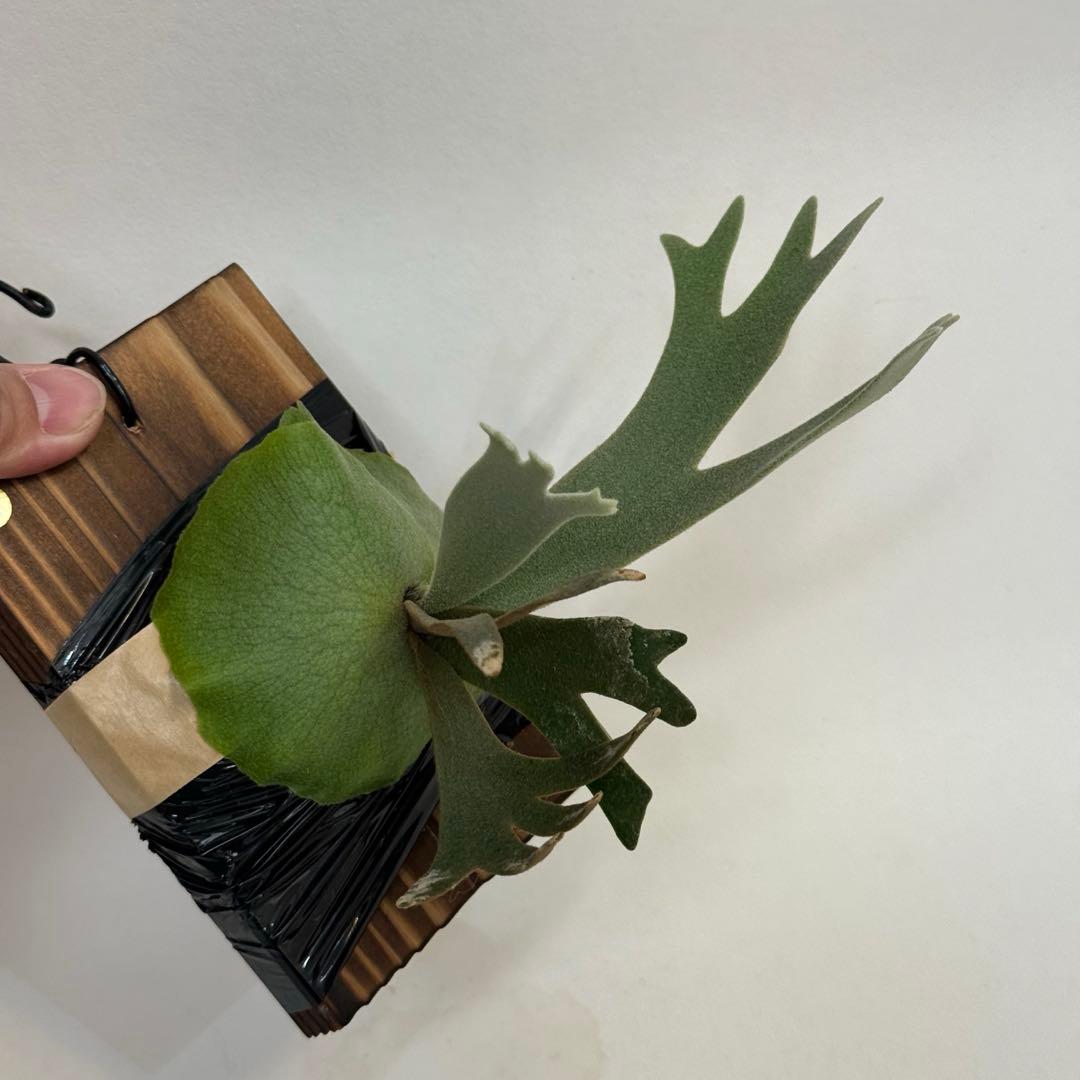 ◆ P.Willinckii ‘OMG’ spore（O-043）