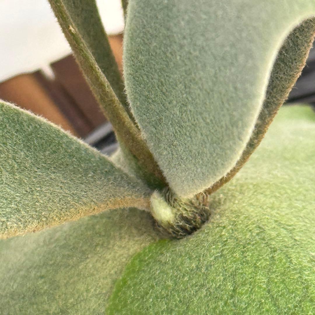 ◆ P.Willinckii ‘OMG’ spore（O-043）