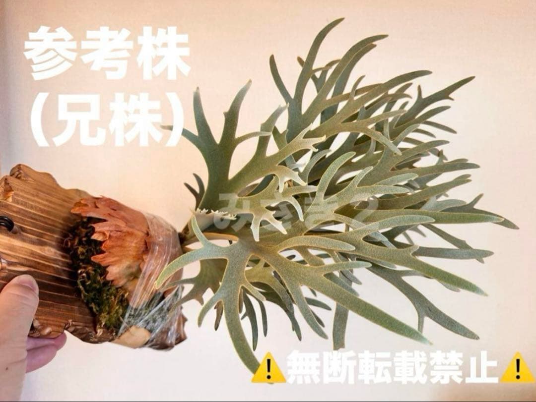 ◆ P.Willinckii ‘OMG’ spore（O-043）