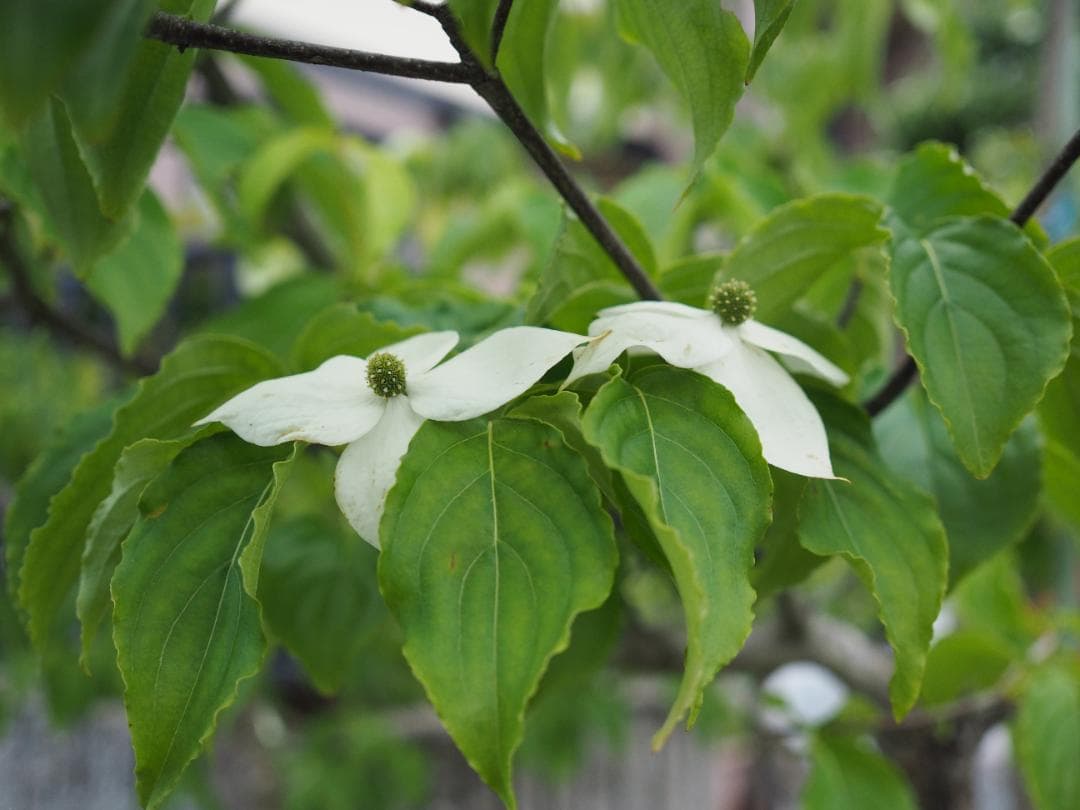 綺麗 OLYMPUS M.ZUIKO DIGITAL 17mm F2.8