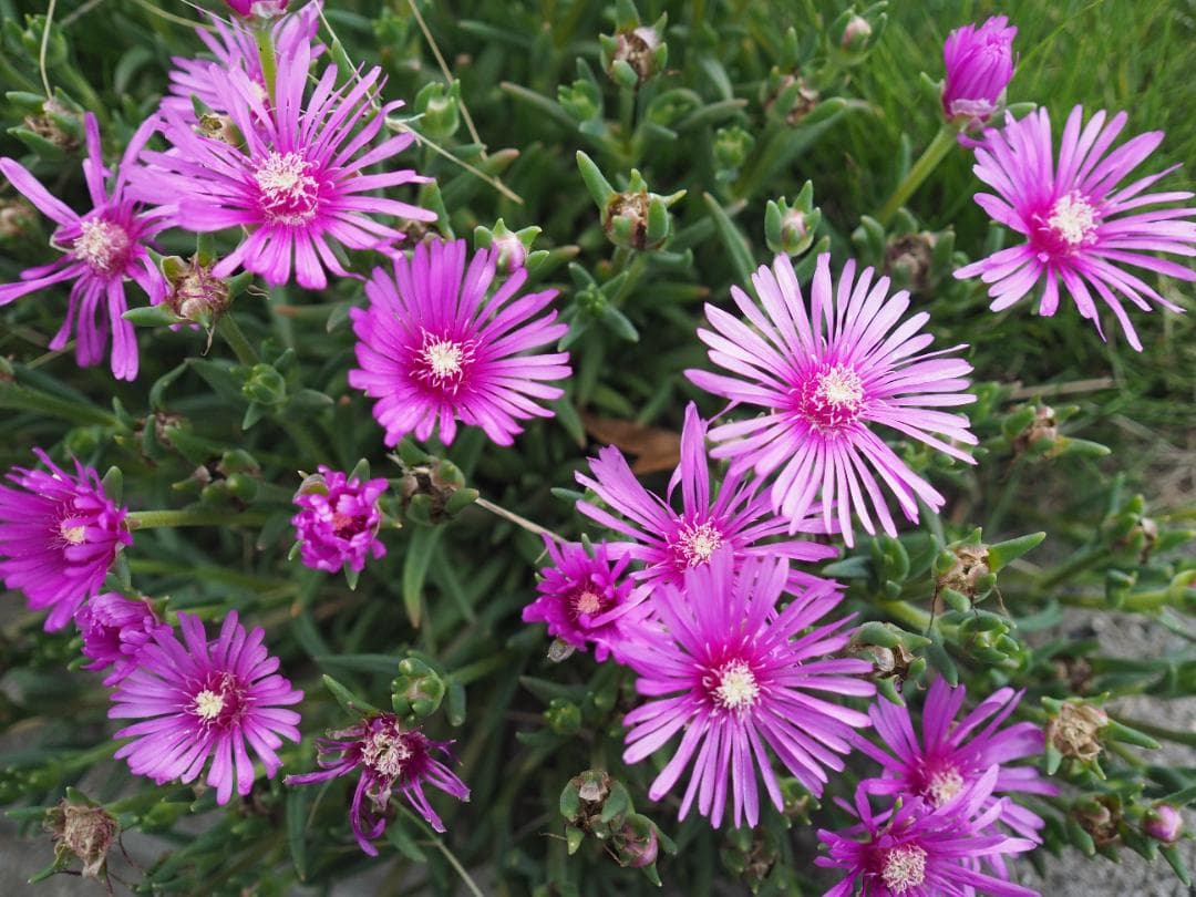 綺麗 OLYMPUS M.ZUIKO DIGITAL 17mm F2.8