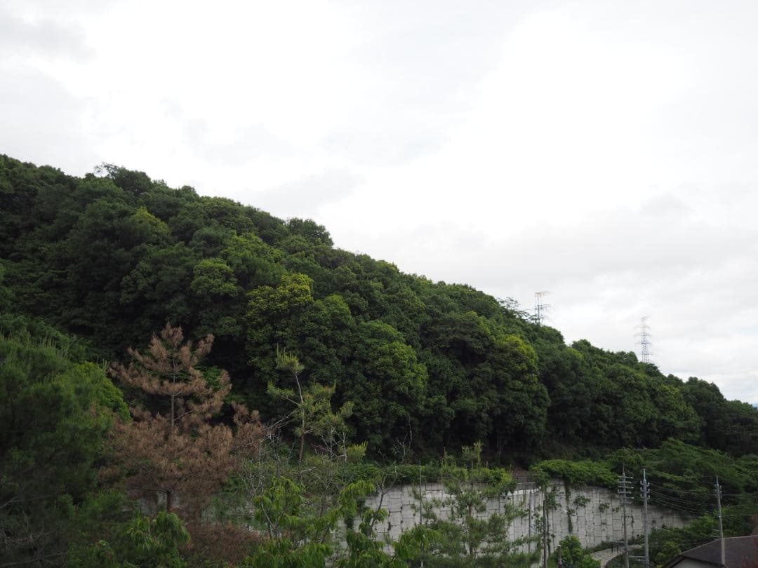 綺麗 OLYMPUS M.ZUIKO DIGITAL 17mm F2.8