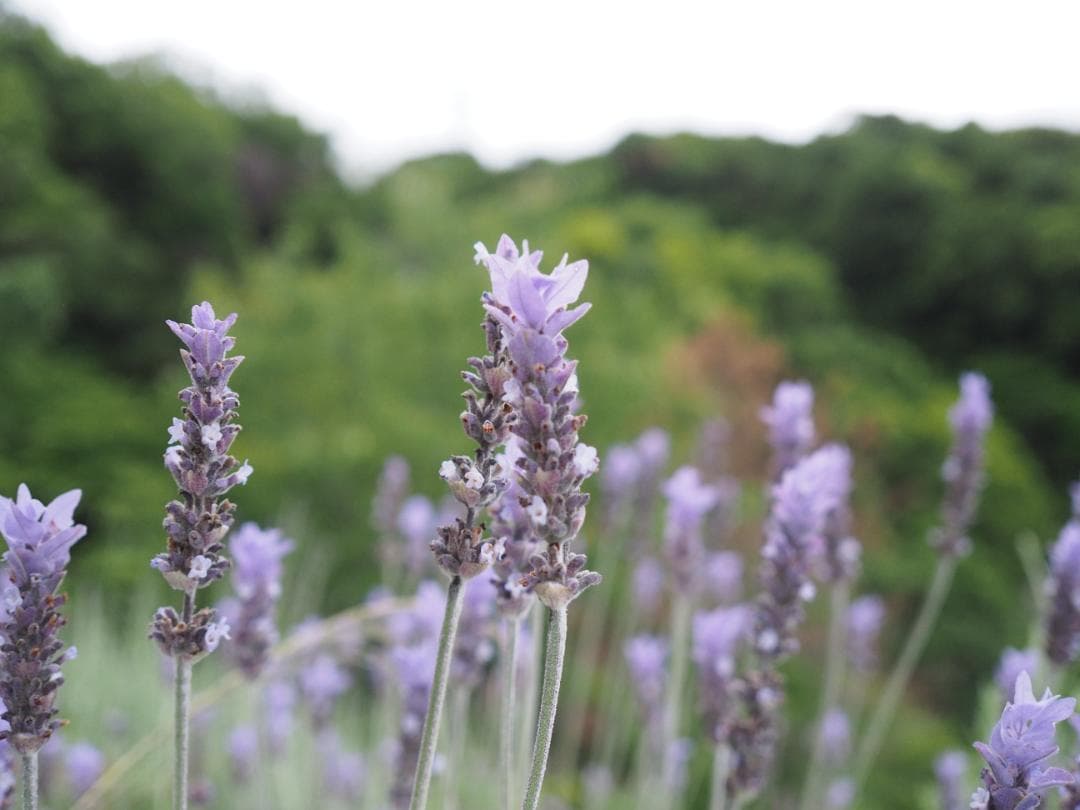 綺麗 OLYMPUS M.ZUIKO DIGITAL 17mm F2.8