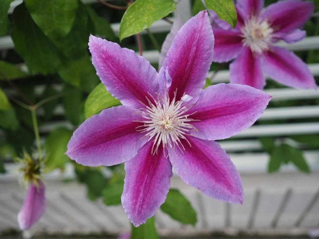 綺麗 OLYMPUS M.ZUIKO DIGITAL 17mm F2.8