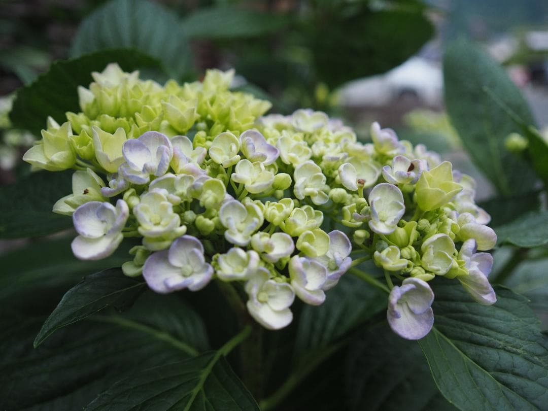 綺麗 OLYMPUS M.ZUIKO DIGITAL 17mm F2.8