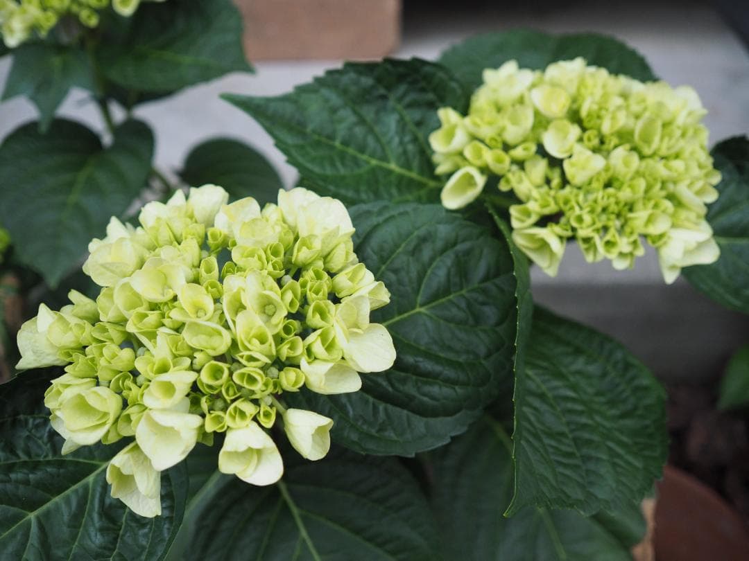 綺麗 OLYMPUS M.ZUIKO DIGITAL 17mm F2.8