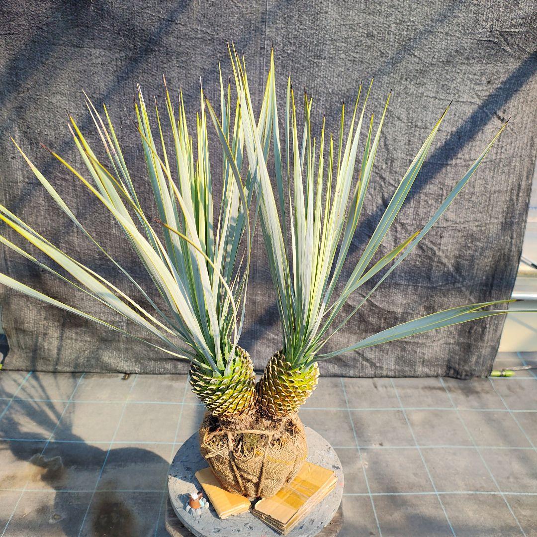 ロストラータ Hyb だぶるへっど