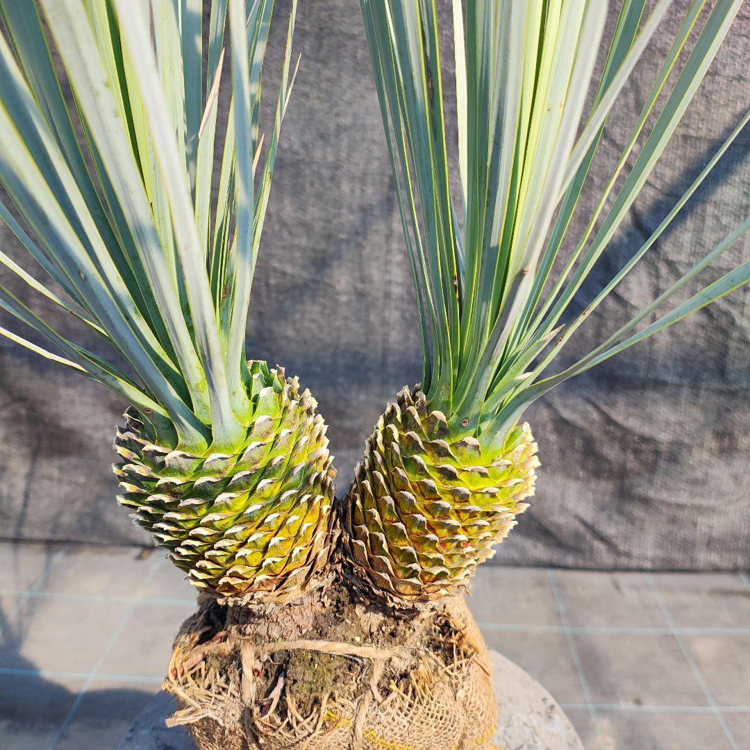 ロストラータ Hyb だぶるへっど