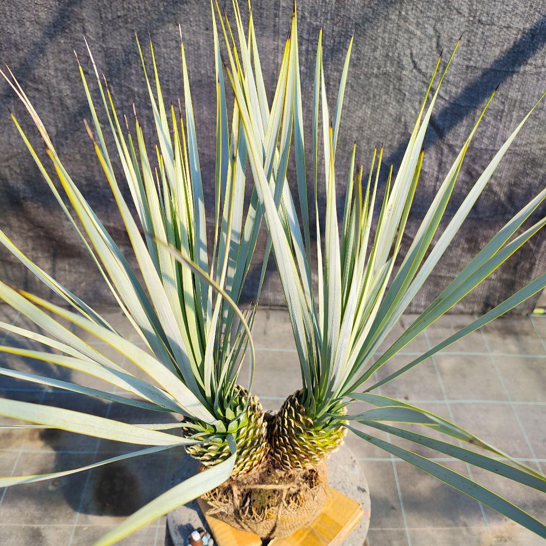 ロストラータ Hyb だぶるへっど