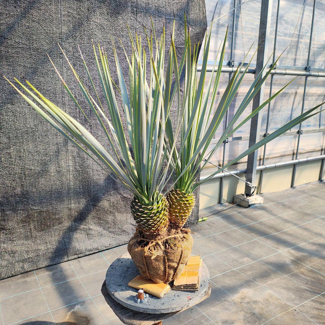 ロストラータ Hyb だぶるへっど