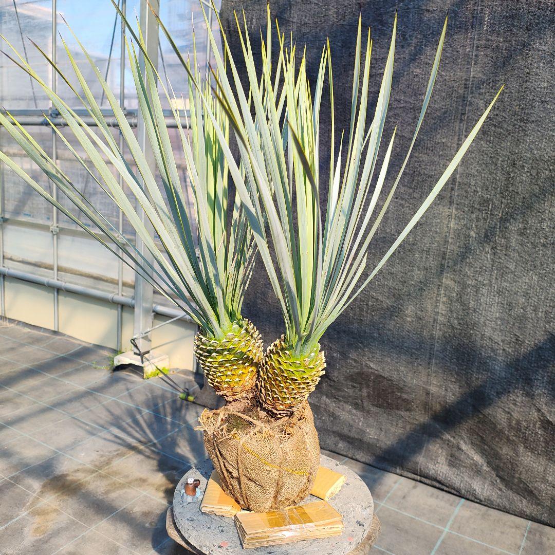 ロストラータ Hyb だぶるへっど