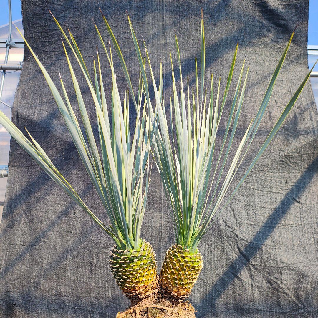 ロストラータ Hyb だぶるへっど