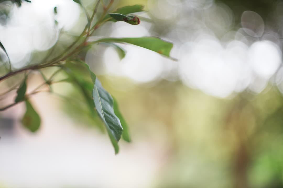 【希少8枚玉】動作◎ Super Takumar 50mm F1.4 641