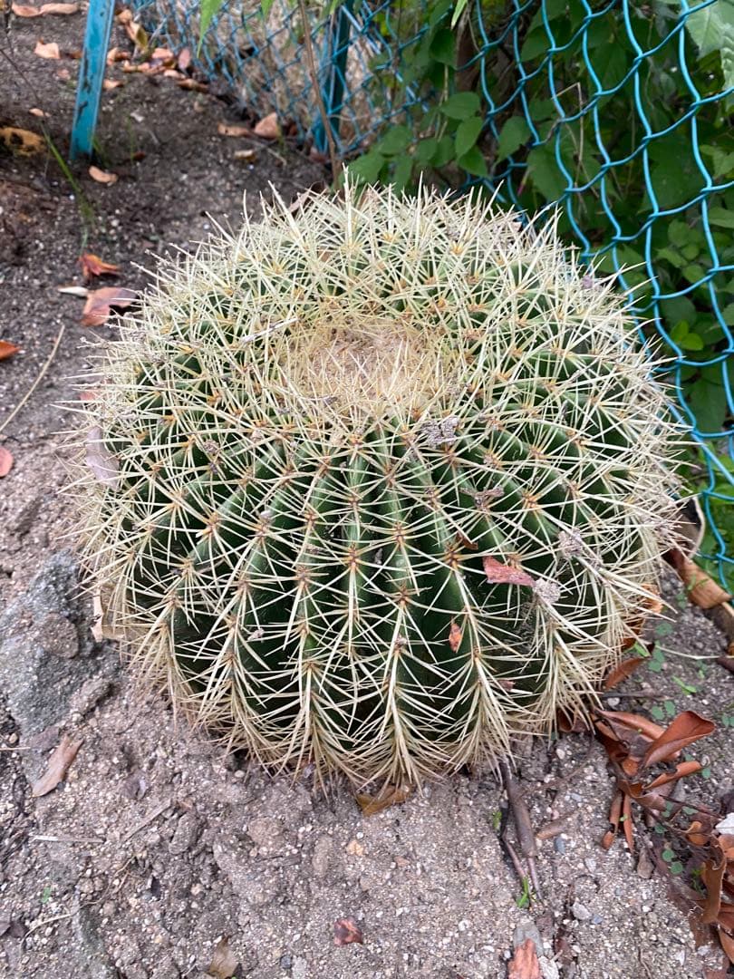 球形サボテン 緑色と白色のトゲ