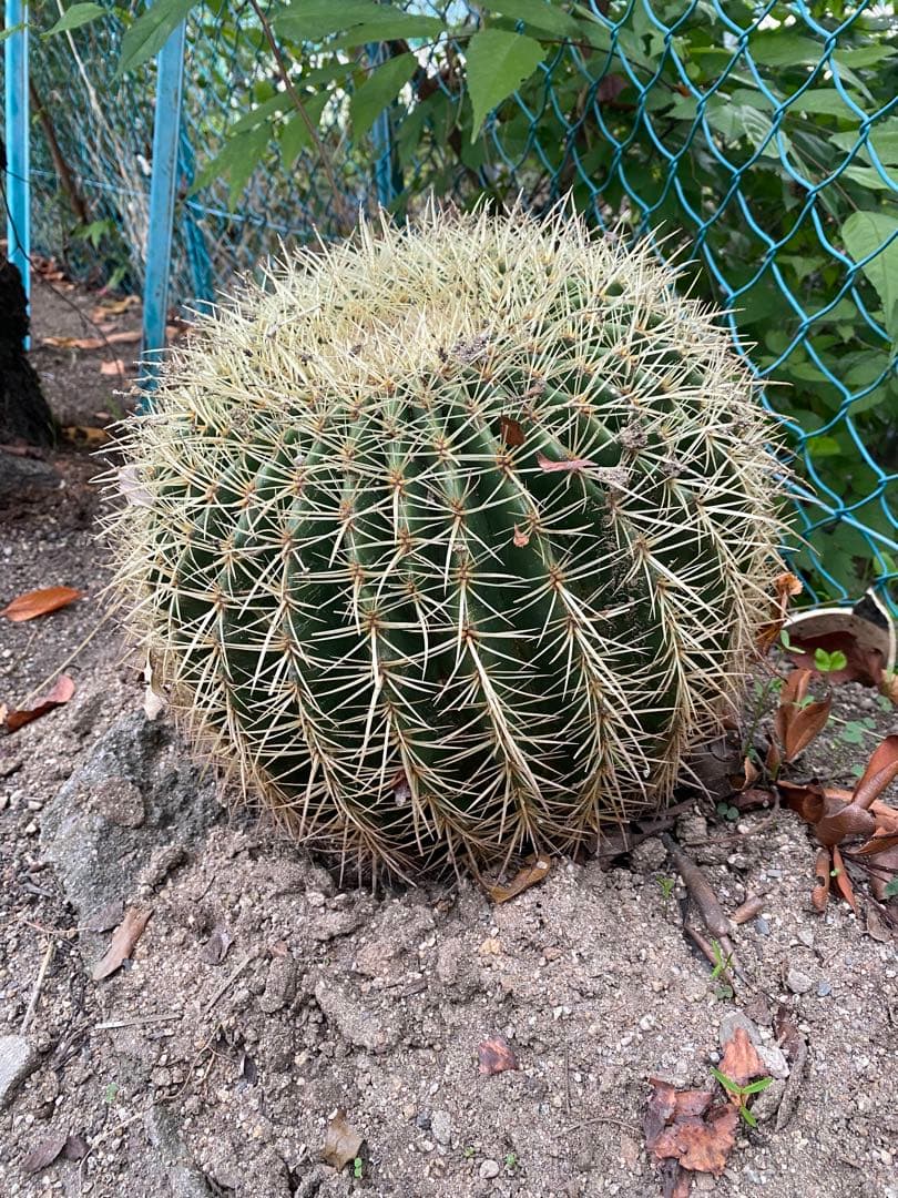 球形サボテン 緑色と白色のトゲ