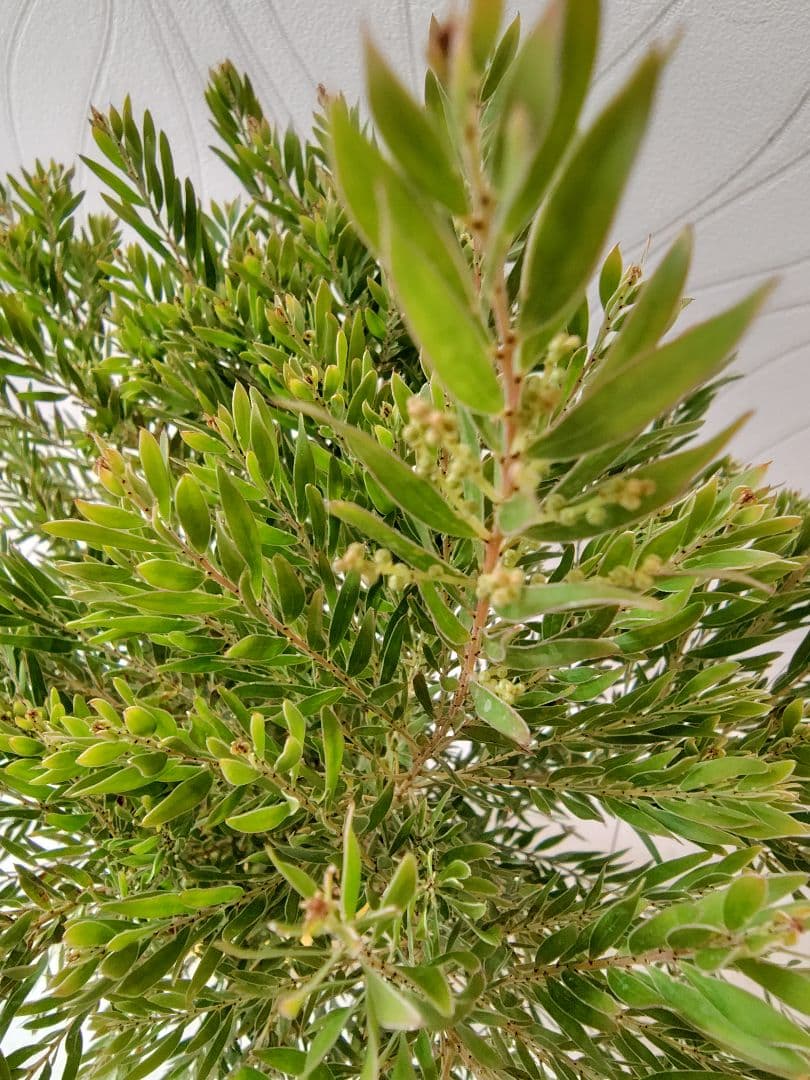 花芽つき大苗　矮性アカシア　テレサ