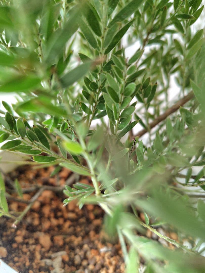 花芽つき大苗　矮性アカシア　テレサ