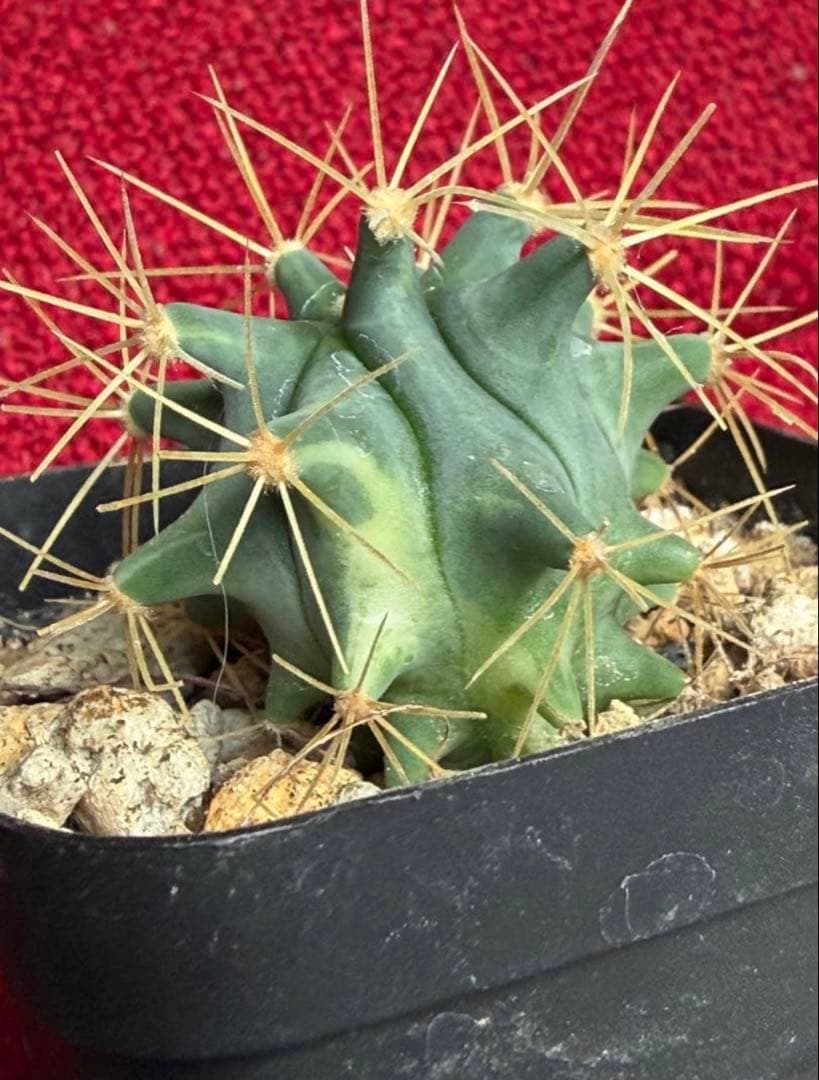 フェロカクタス王冠竜錦◇斑入りドライガーデン多肉サボテン　アガベ ユッカ　ヤシ