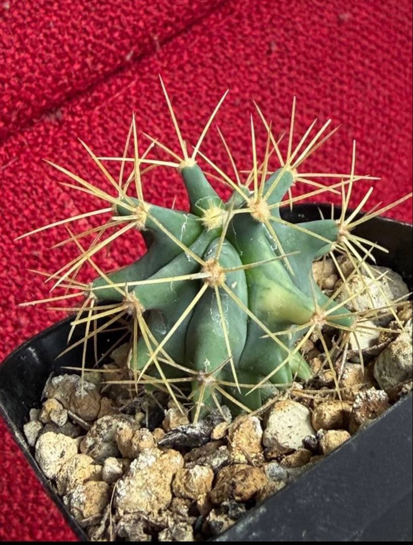 フェロカクタス王冠竜錦◇斑入りドライガーデン多肉サボテン　アガベ ユッカ　ヤシ