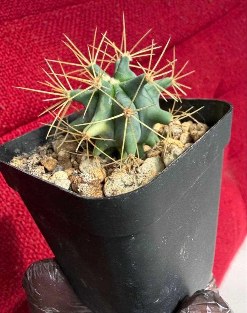 フェロカクタス王冠竜錦◇斑入りドライガーデン多肉サボテン　アガベ ユッカ　ヤシ