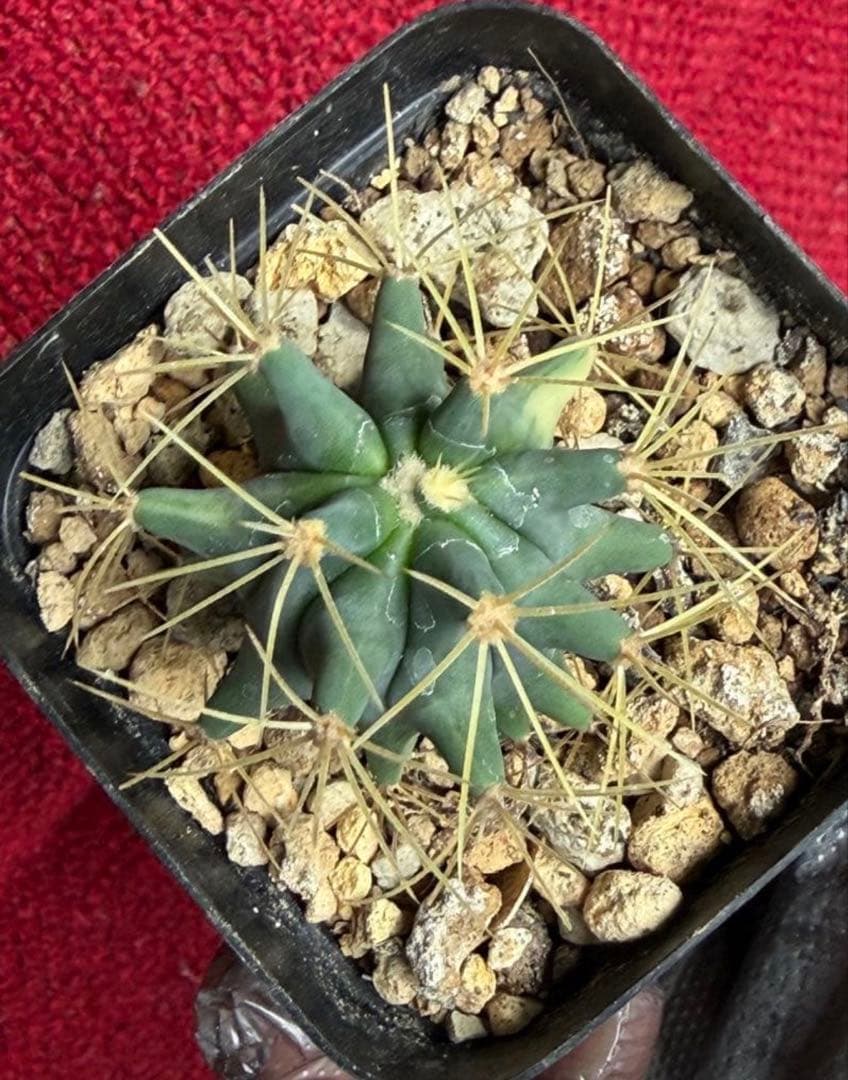 フェロカクタス王冠竜錦◇斑入りドライガーデン多肉サボテン　アガベ ユッカ　ヤシ