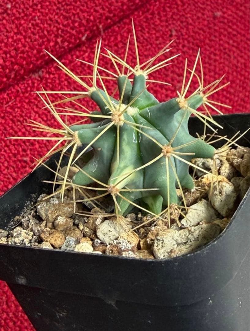 フェロカクタス王冠竜錦◇斑入りドライガーデン多肉サボテン　アガベ ユッカ　ヤシ