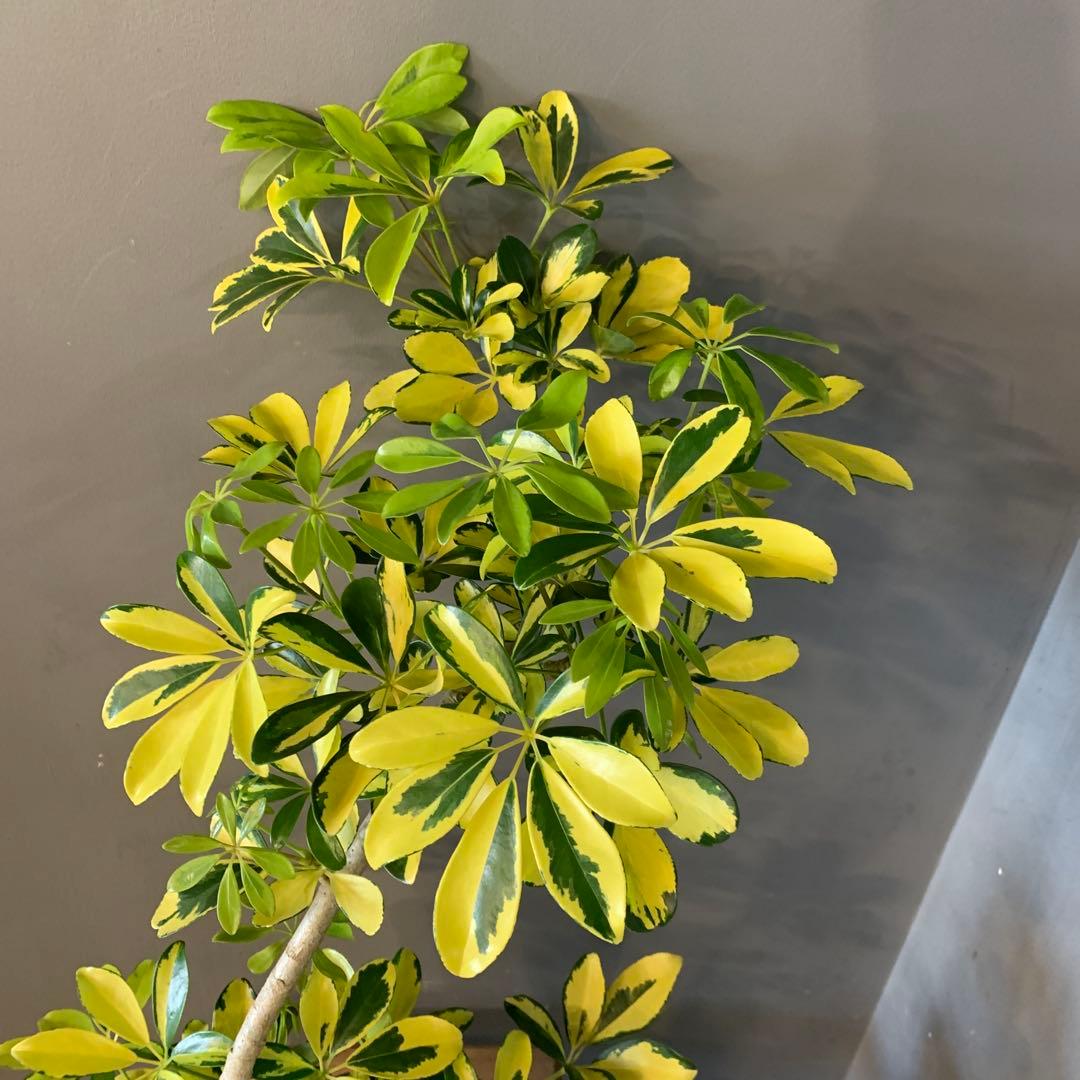 シェフレラ ハッピーイエロー 曲がり 1