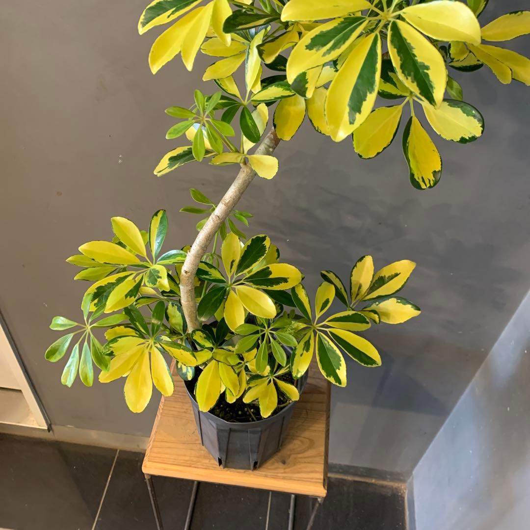 シェフレラ ハッピーイエロー 曲がり 1