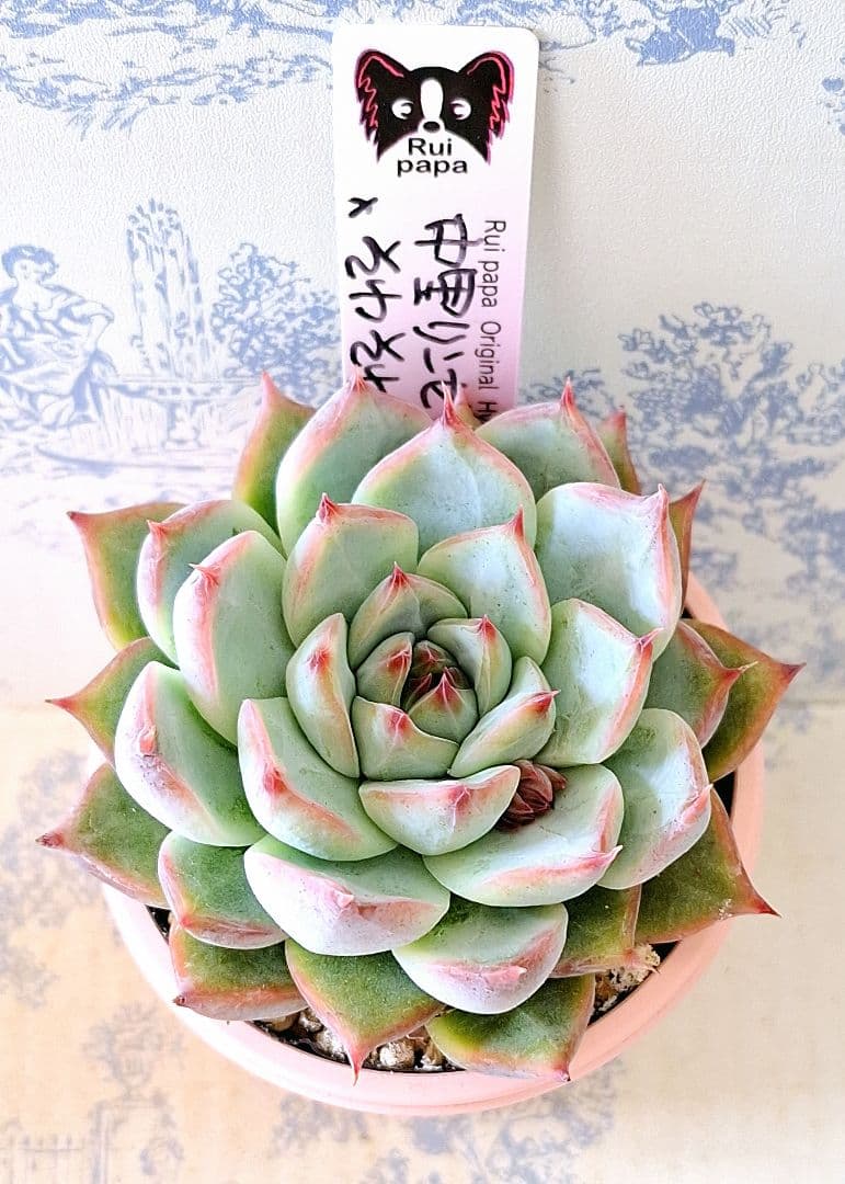 中里リンゼアナ×そわそわ札付きポットごとメルカリ便ルイパパさん苗