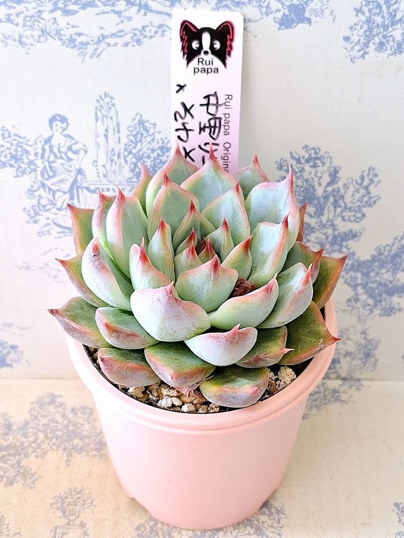 中里リンゼアナ×そわそわ札付きポットごとメルカリ便ルイパパさん苗