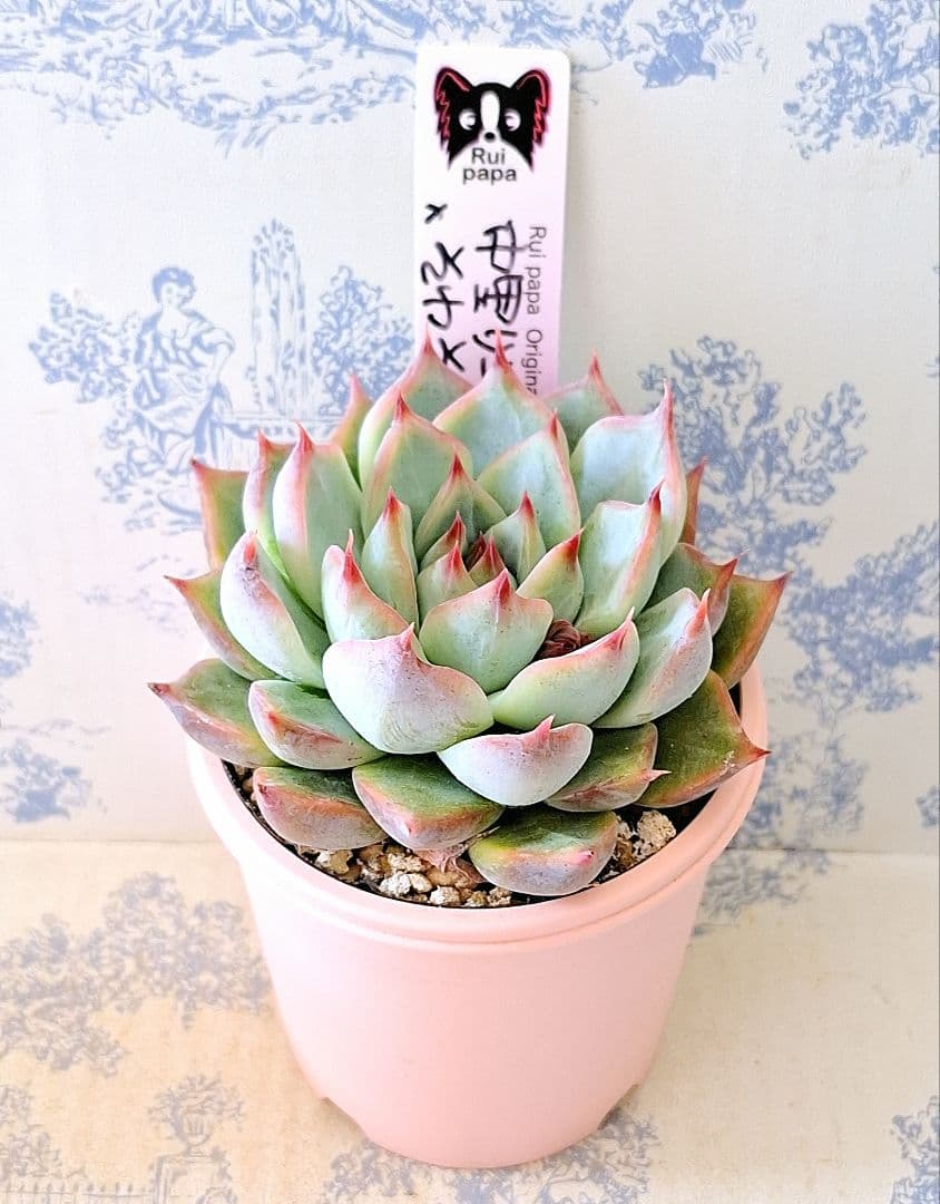 中里リンゼアナ×そわそわ札付きポットごとメルカリ便ルイパパさん苗