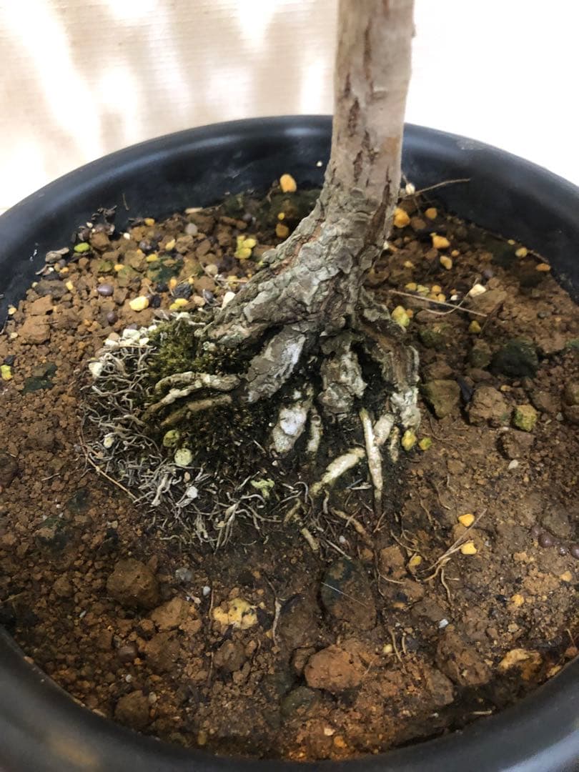 ナンジモンジャ ヒトツバタコ 盆栽