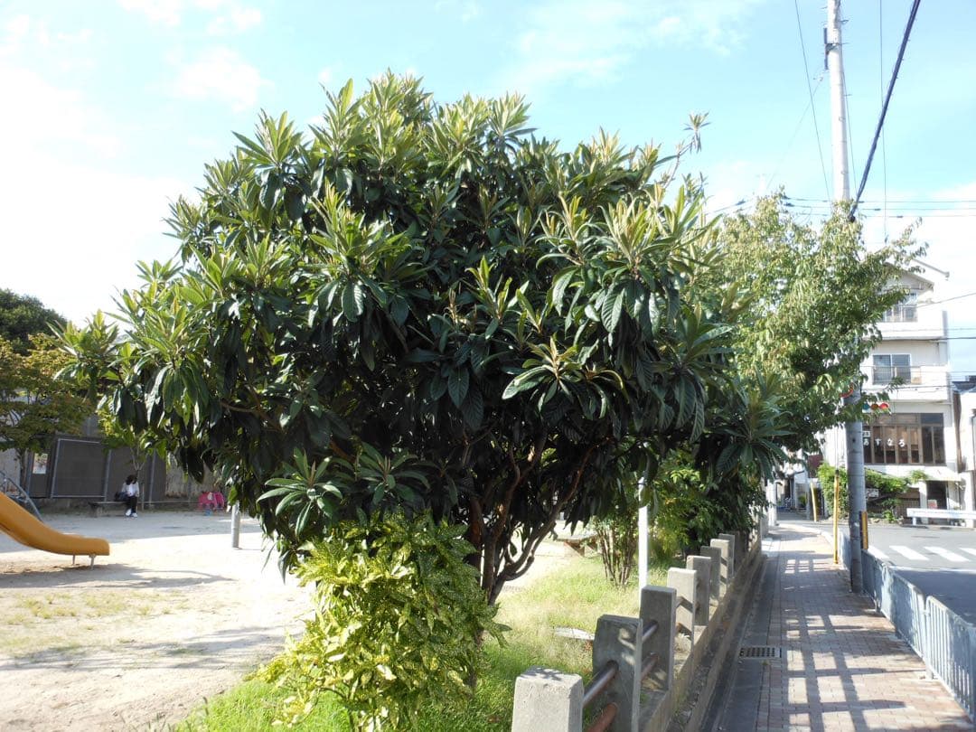 【動作品】Nikon COOLPIX S6100 コンデジ CCD