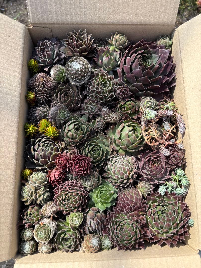 名無しセンペルビウム ダンボール詰め合わせ ゆうパック発送〜