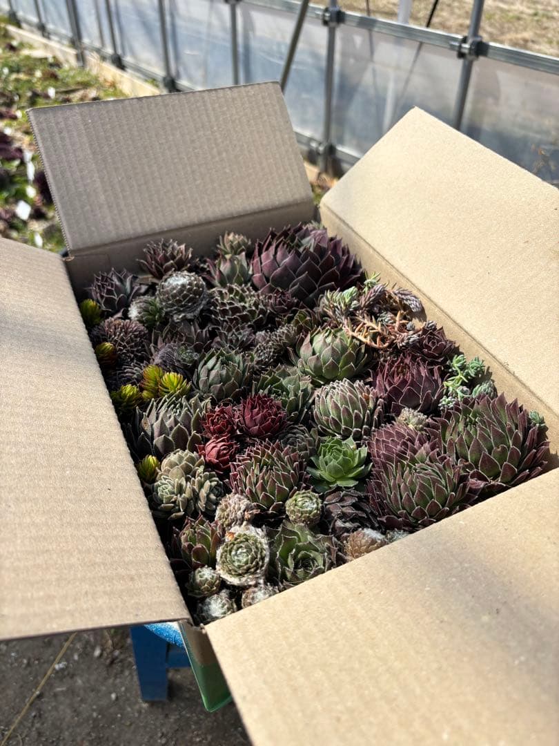 名無しセンペルビウム ダンボール詰め合わせ ゆうパック発送〜