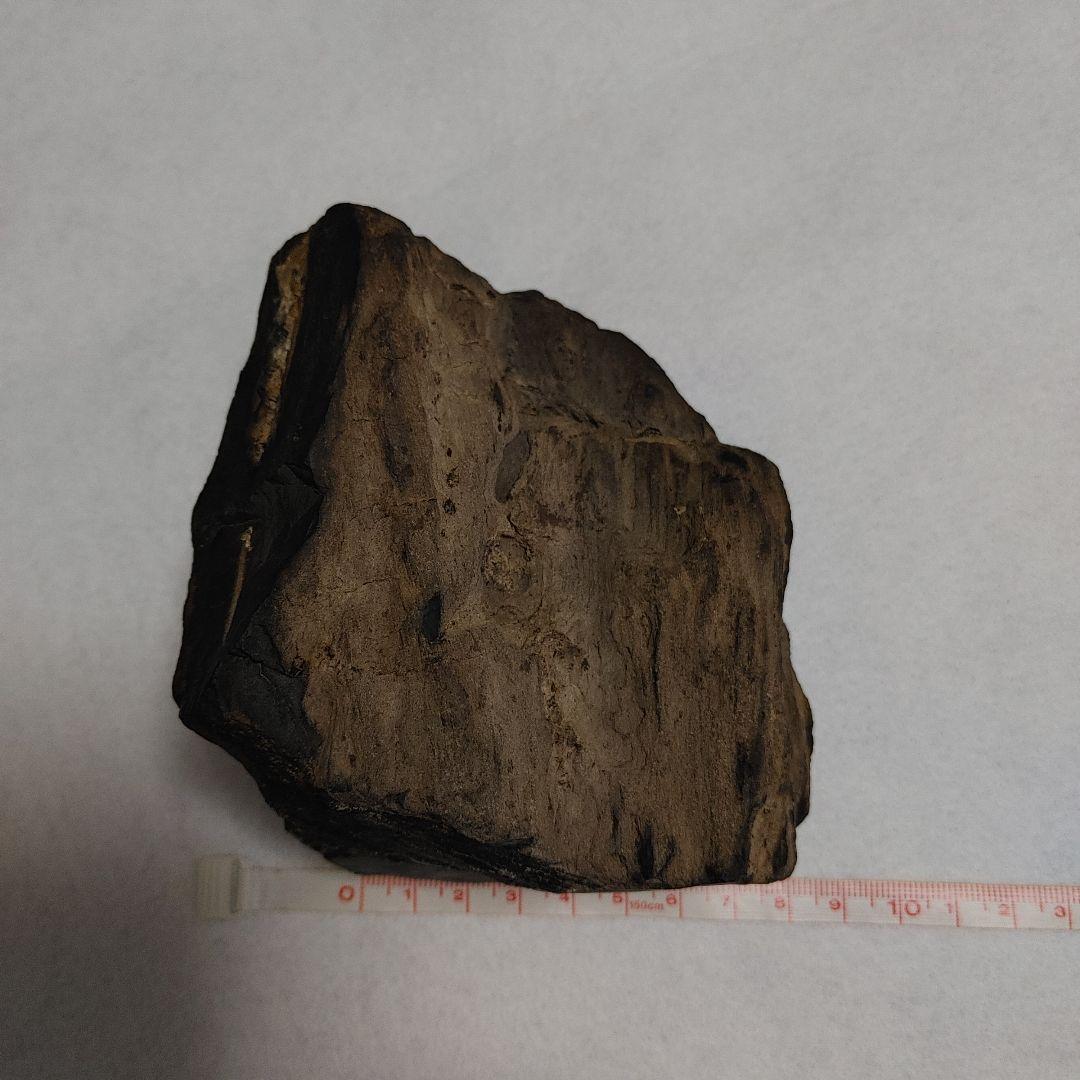 珪化木 けいかぼく 太古の樹木が化石