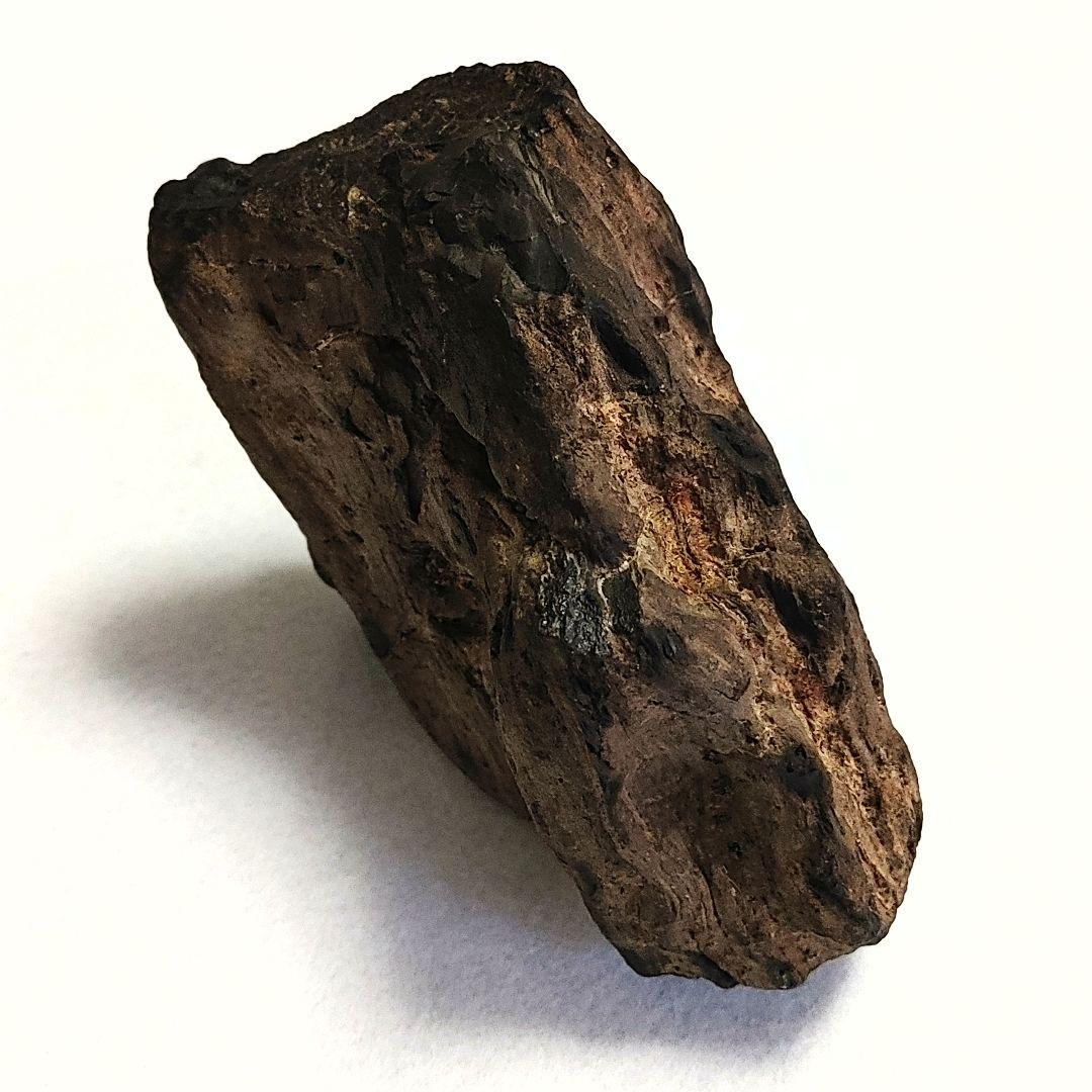 珪化木 けいかぼく 太古の樹木が化石