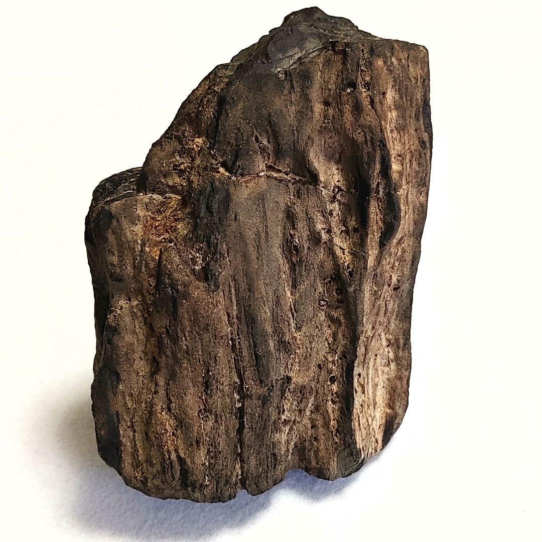 珪化木 けいかぼく 太古の樹木が化石