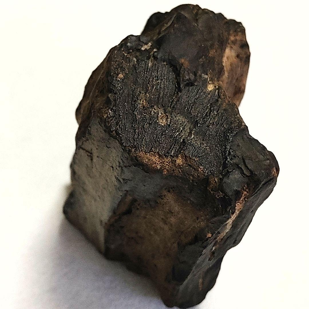 珪化木 けいかぼく 太古の樹木が化石