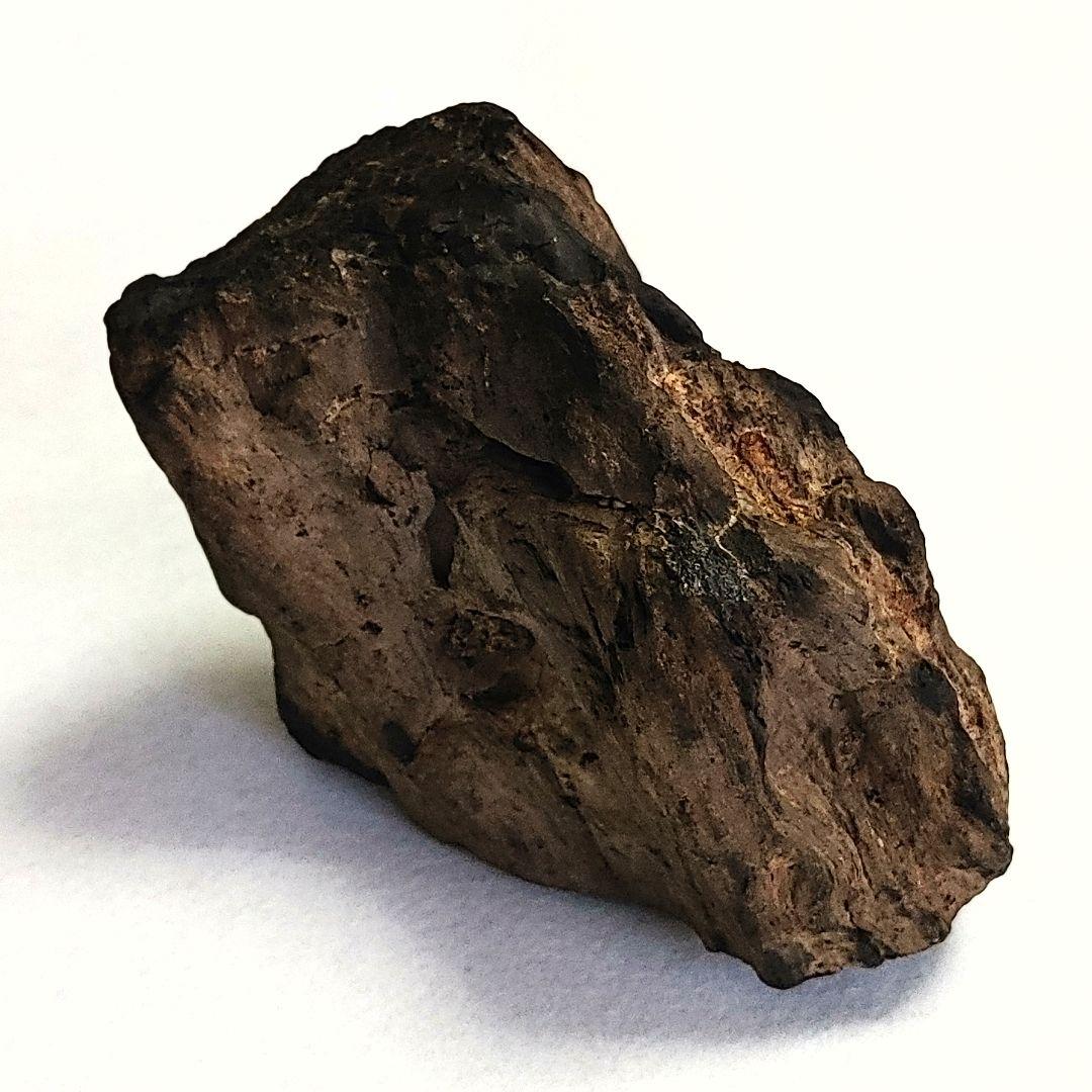 珪化木 けいかぼく 太古の樹木が化石