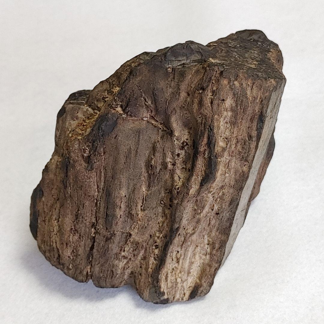 珪化木 けいかぼく 太古の樹木が化石