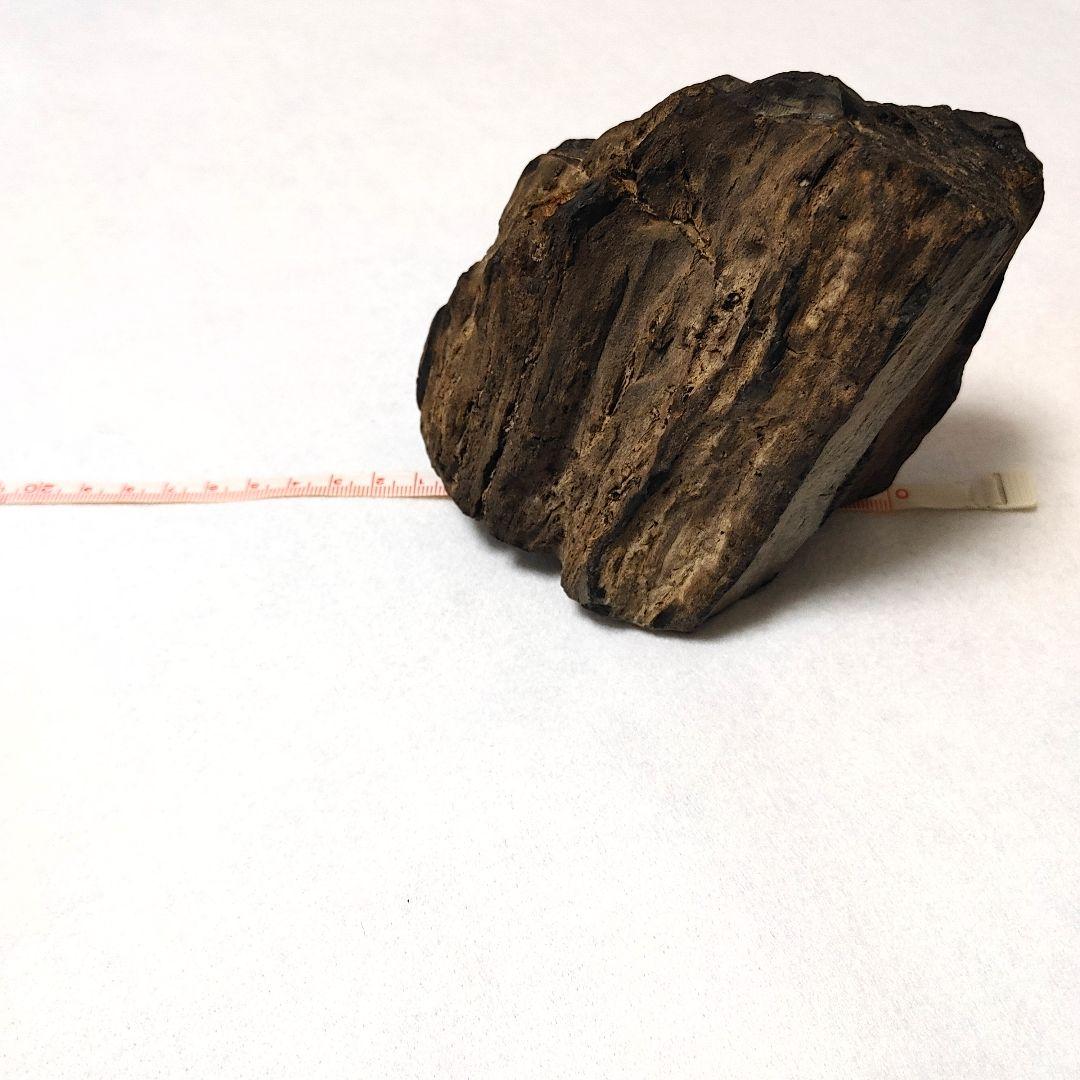 珪化木 けいかぼく 太古の樹木が化石