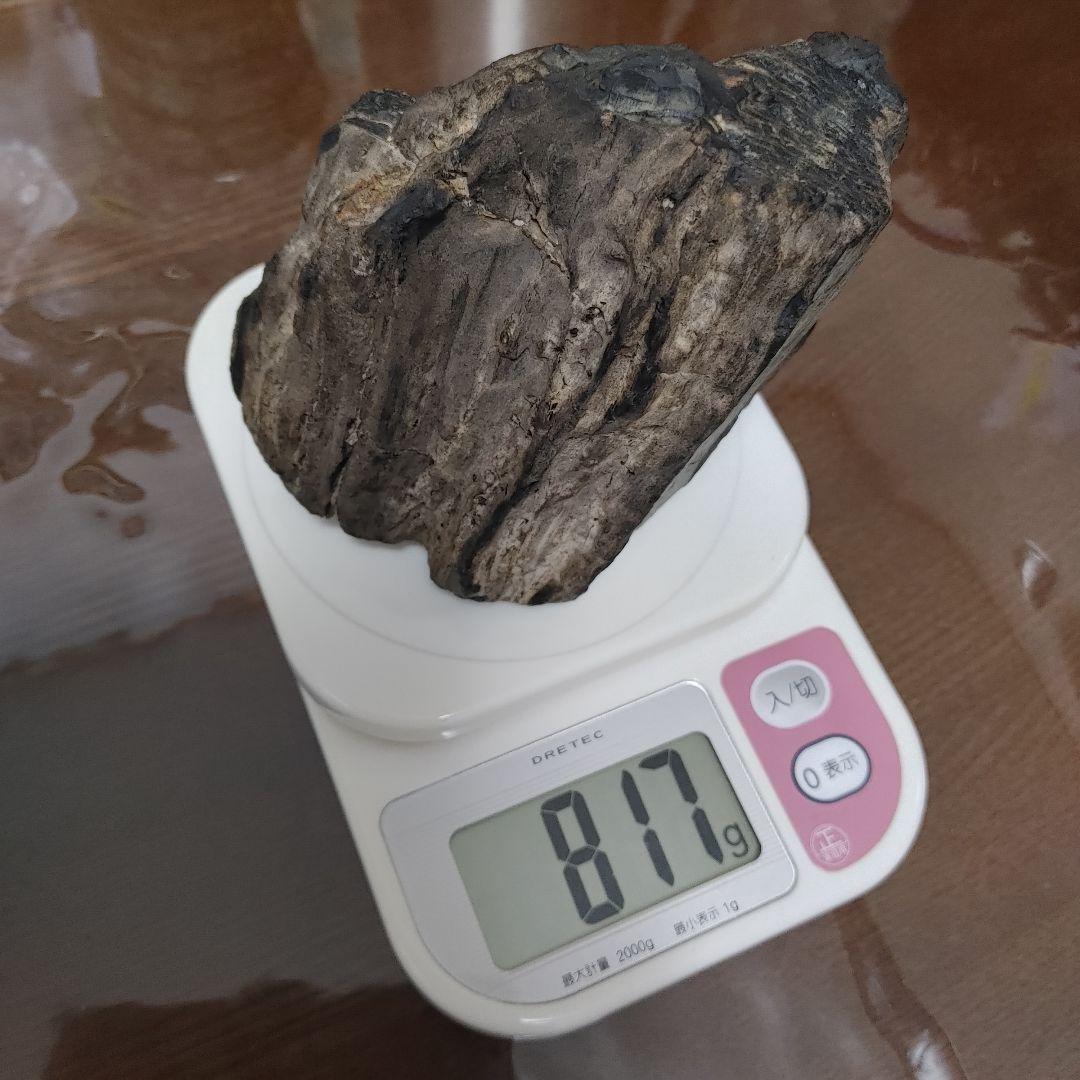 珪化木 けいかぼく 太古の樹木が化石