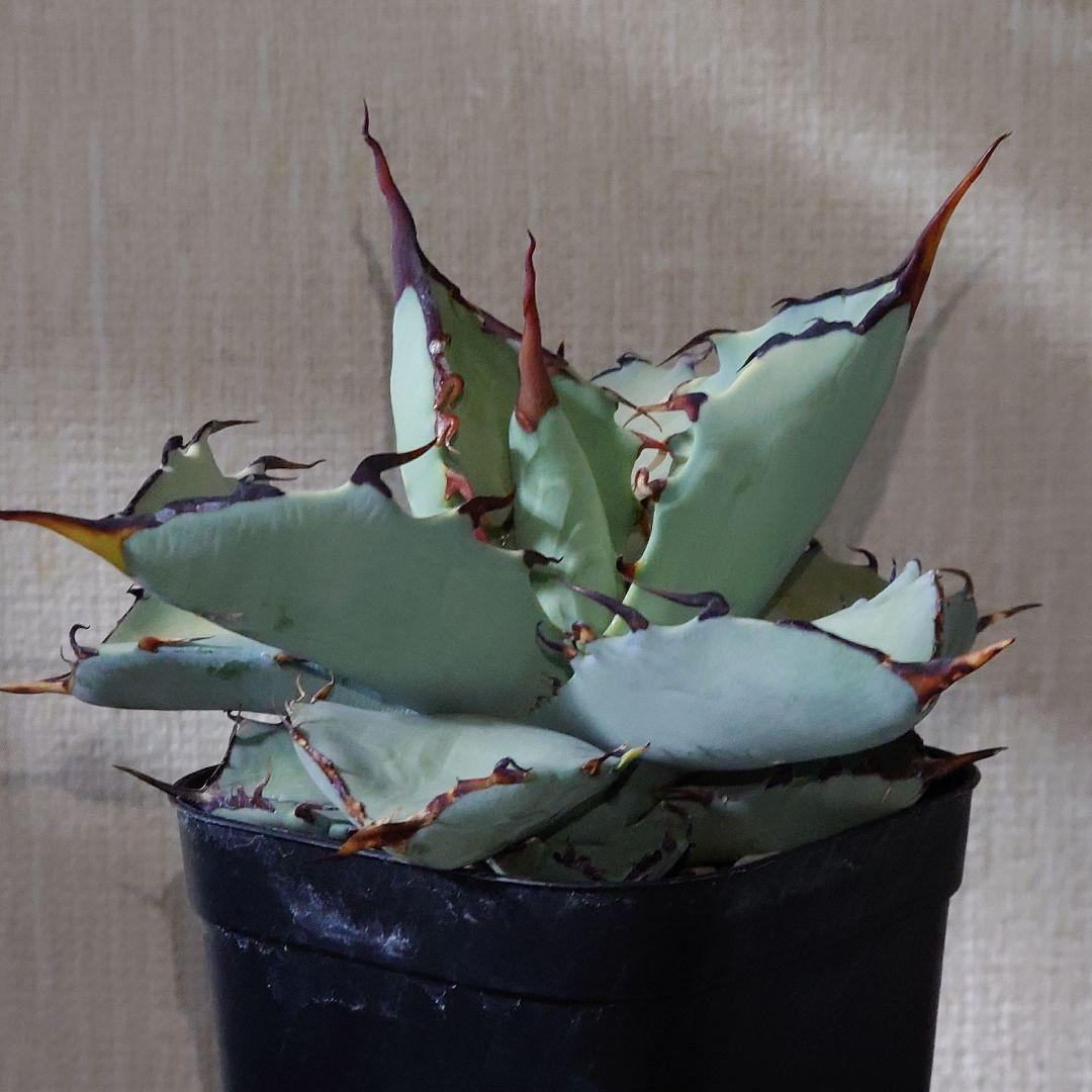 アガベ　チタノタ　マルガリータ　hyb