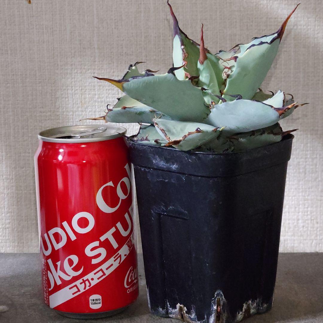 アガベ　チタノタ　マルガリータ　hyb