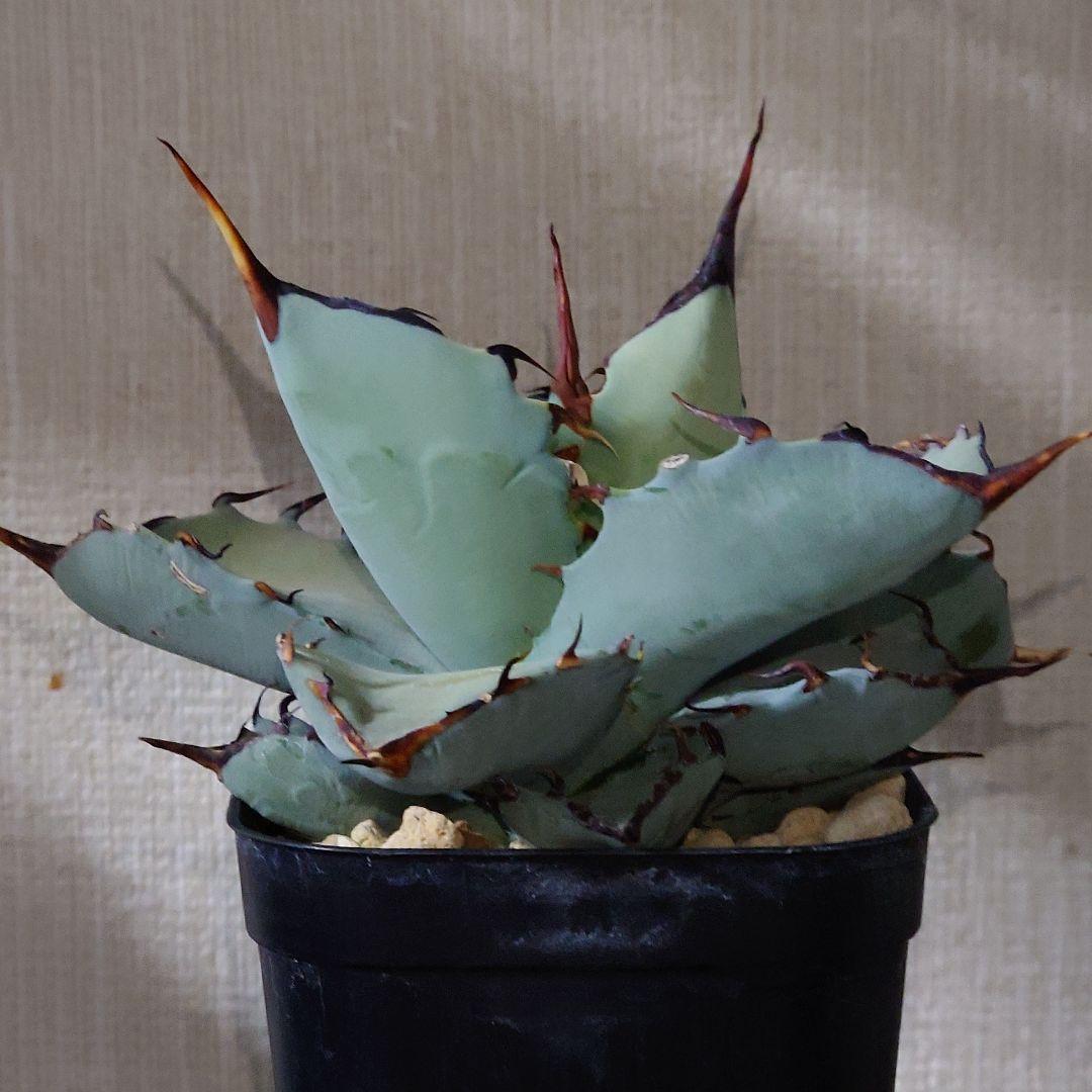 アガベ　チタノタ　マルガリータ　hyb