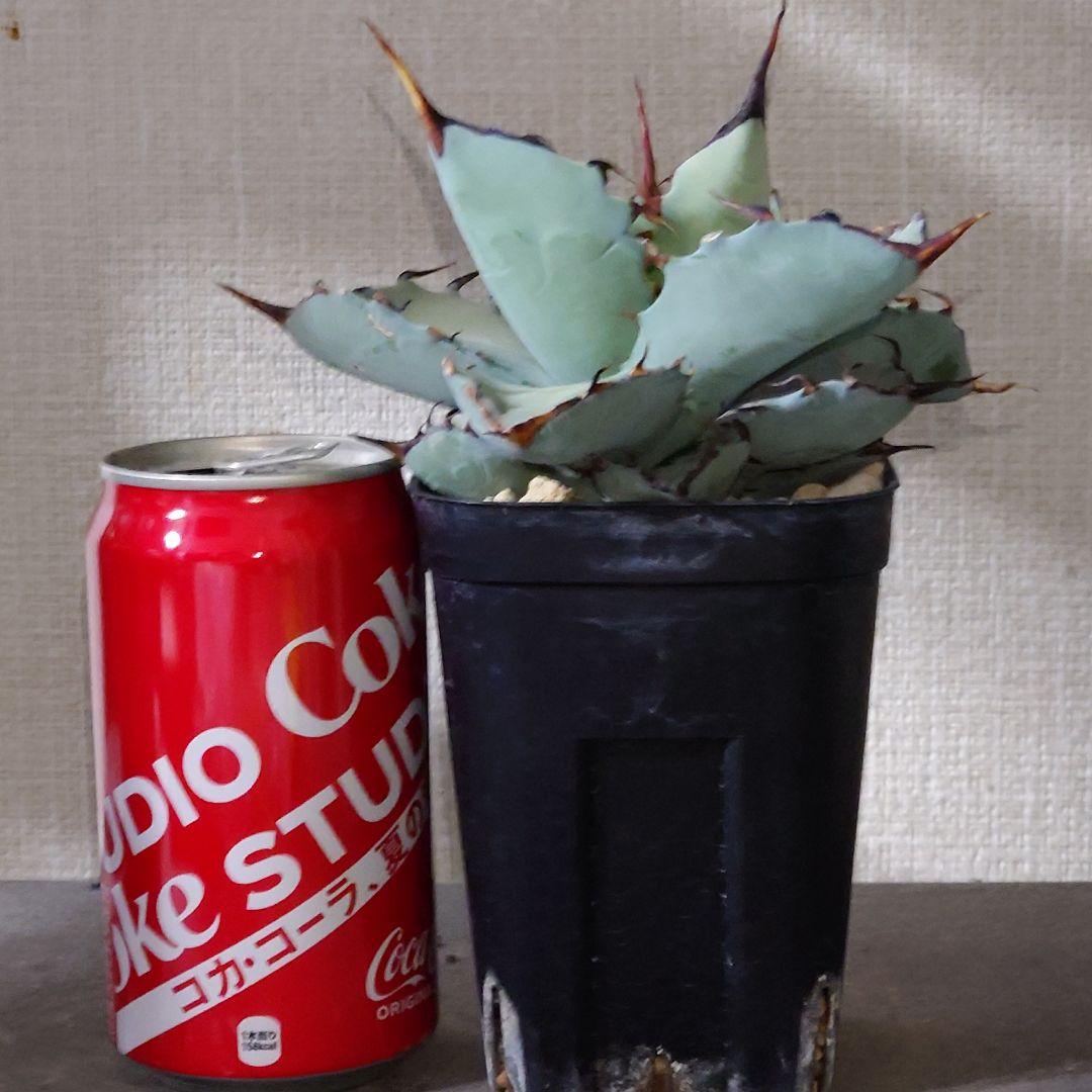 アガベ　チタノタ　マルガリータ　hyb