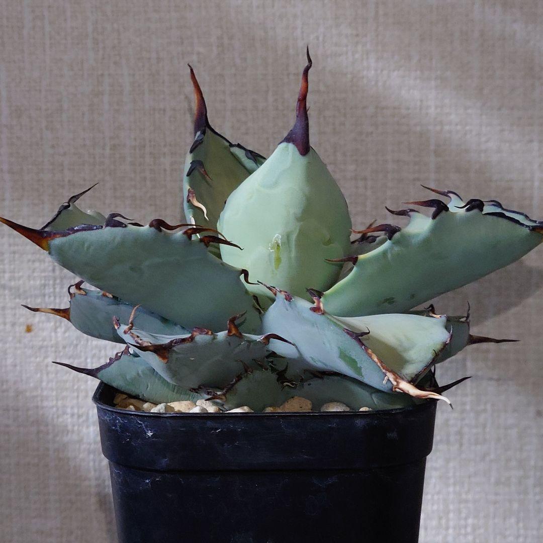 アガベ　チタノタ　マルガリータ　hyb