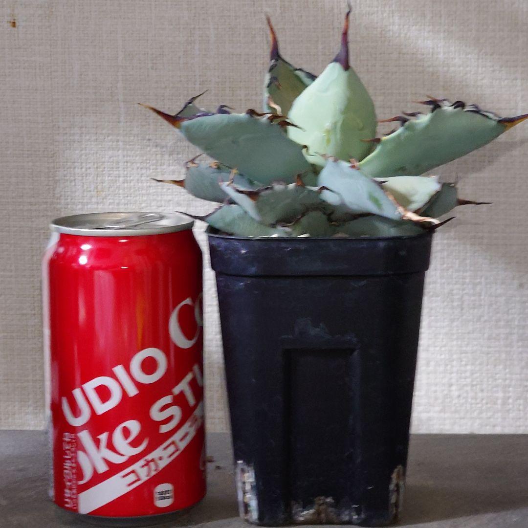 アガベ　チタノタ　マルガリータ　hyb