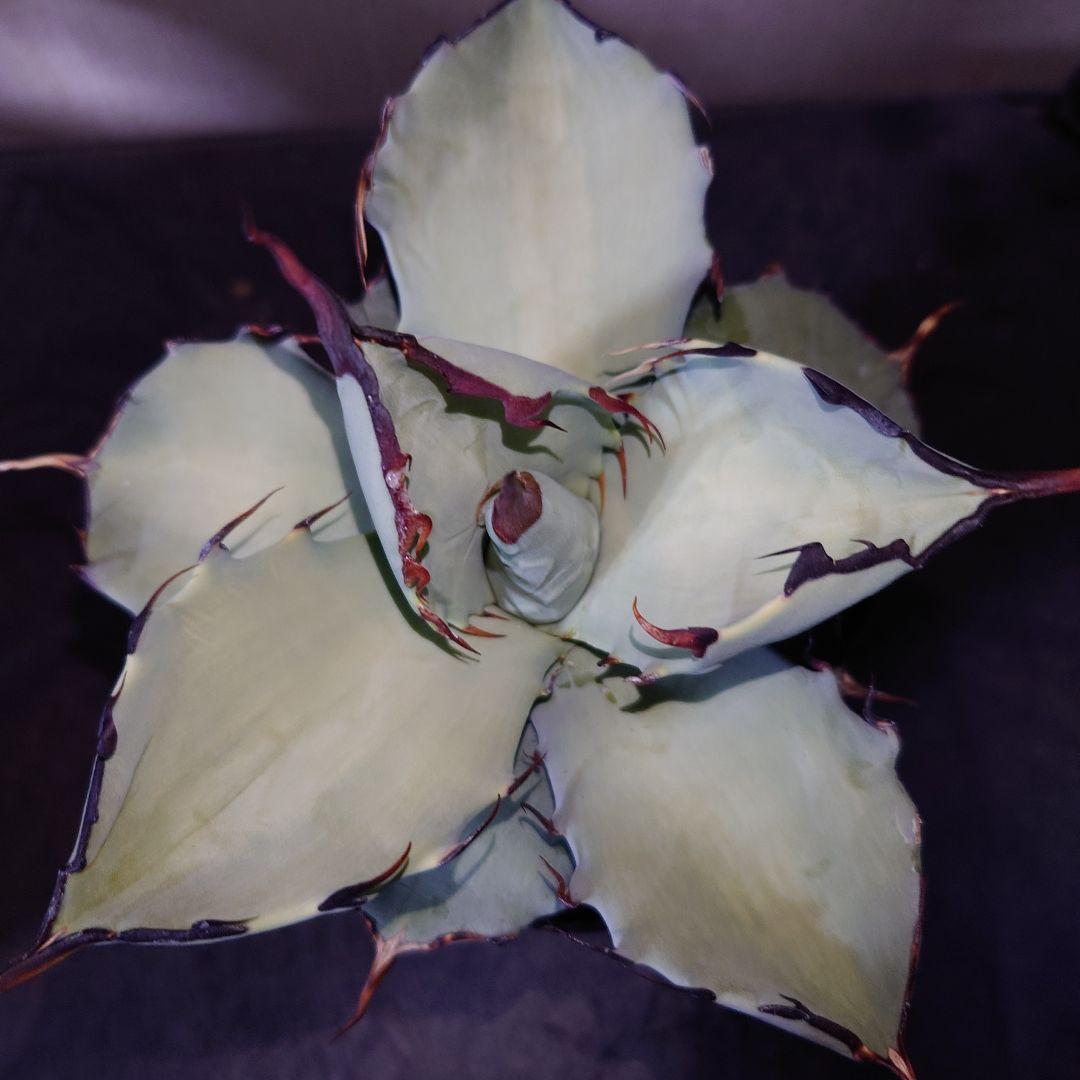 アガベ　チタノタ　マルガリータ　hyb